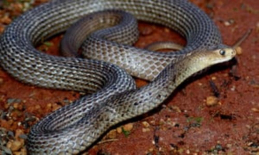 poisonous snake found in shamshan ghat during Funeral