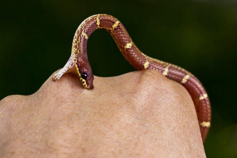 snake bite cases in india treatment cure anti snake bite vaccine anti snake venom advantages and disadvantages