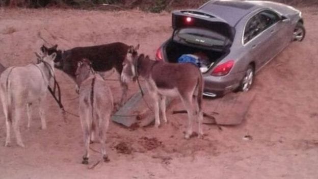 With the help of donkeys luxury cars theft in South Africa
