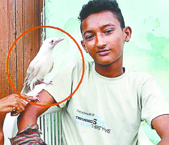 Rare white crow seen in Haldaur
