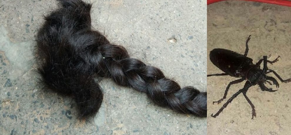 greater noida police says that an insect is cutting women hair braid, here is all about it