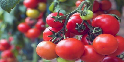 Onion price high in market Tomato goes down 