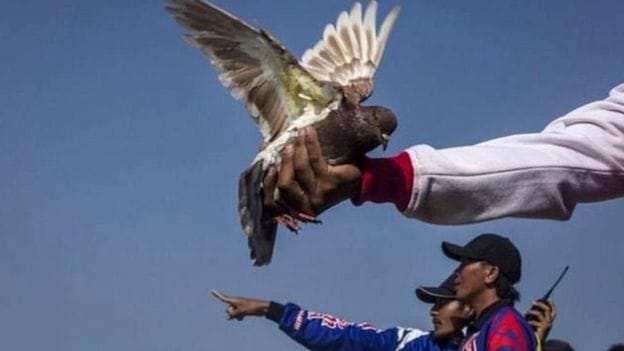 If not faith then read this news, Pigeons Blamed For Indonesian Divorces