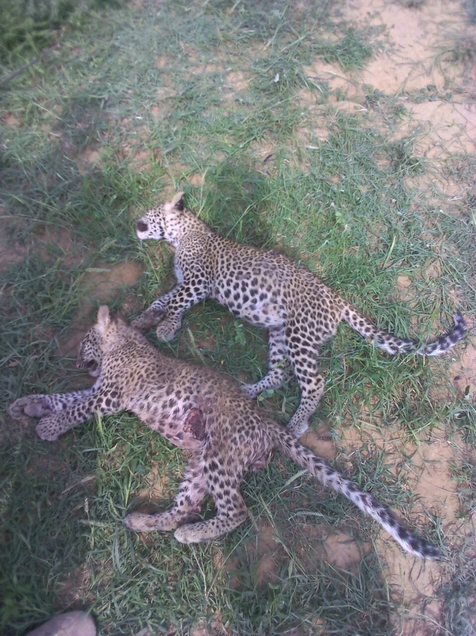 Sense of getting two bodies of cubs near the Century in rajasthan