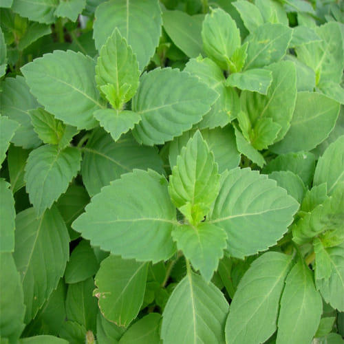 tulsi vivah 2019 keep 5 leaf of tulsi or holy basil for money
