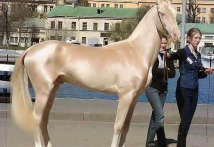 Is tarah tayar hote hai horse 