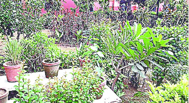 Herbal Garden