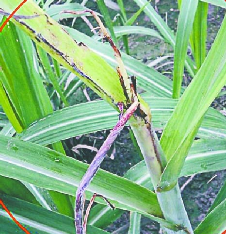 sugercane now suffering from pokha boga 