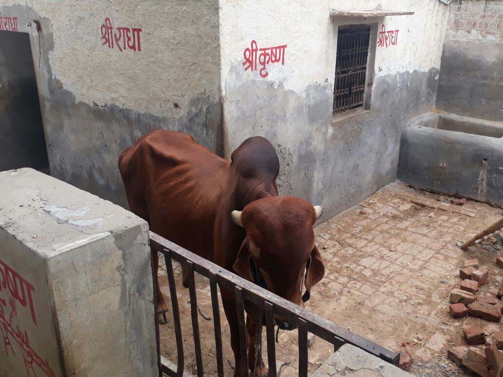 नंदी ने गो पालक को पटक-पटक कर मार डाला