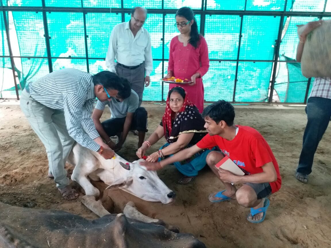 Rakhi to protect the cow and trees