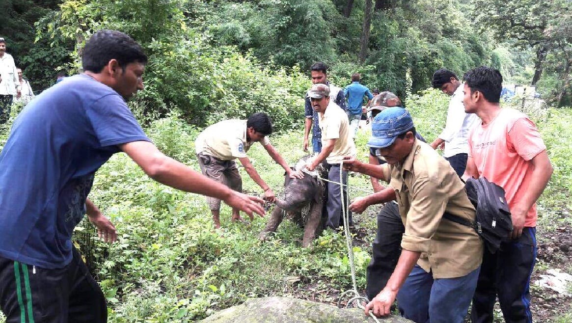 baby elephant rescue from river in kotdwar