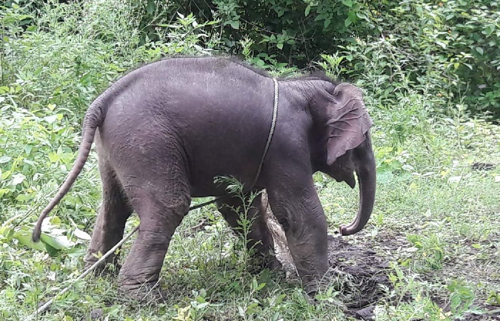 Nainital: Tiger killed eight-year-old elephant in Dhela range of Corbett Tiger Reserve