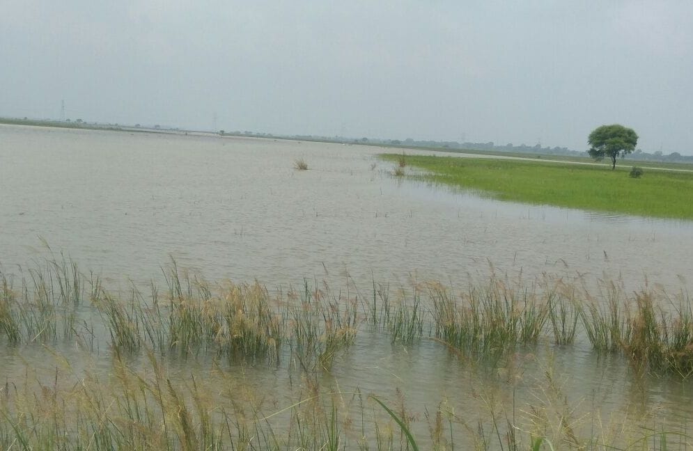 Rivers rise in water level, crops ripen