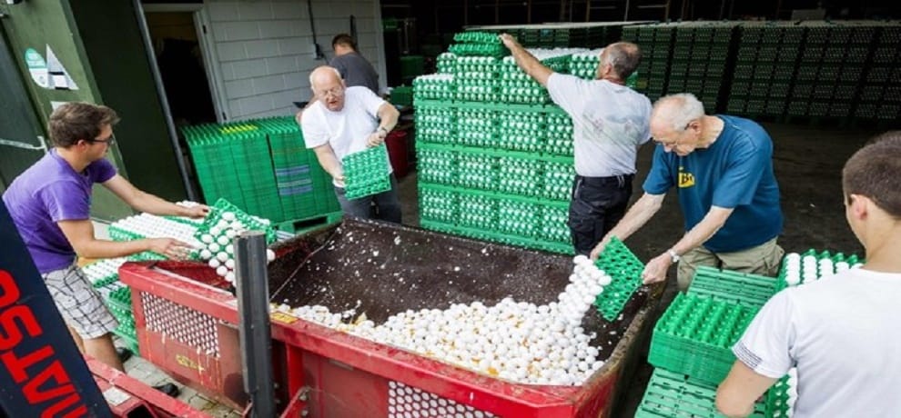 in Europe Panic spreads over millions of poisonous eggs