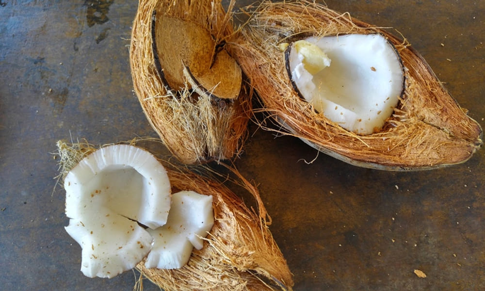When the coconut of worship is spoiled, know god sign
