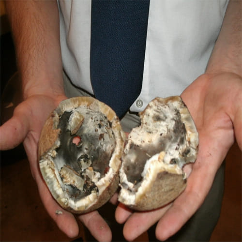 When the coconut of worship is spoiled, know god sign