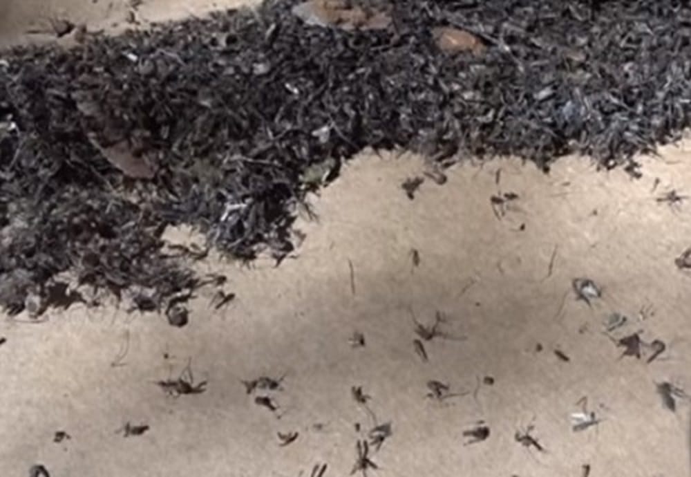 DIY technique to kill 4000 mosquitos everynight   without spending money
