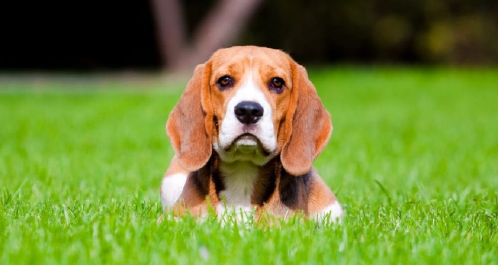 These dog ate weird and darnest things costing surgeries upto crores
