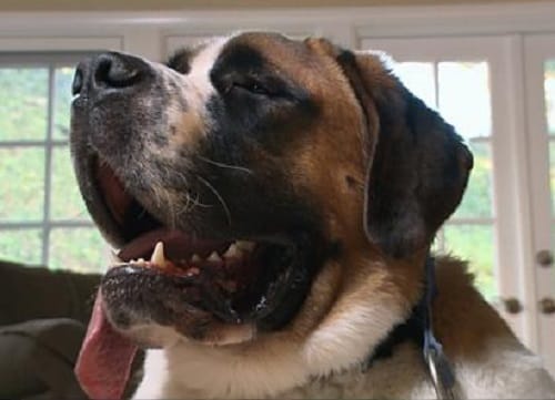 These dog ate weird and darnest things costing surgeries upto crores