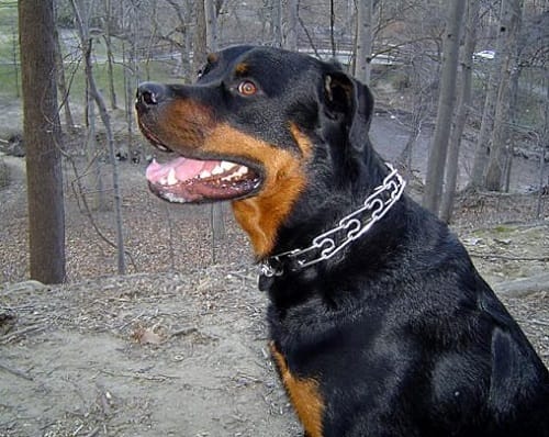 These dog ate weird and darnest things costing surgeries upto crores