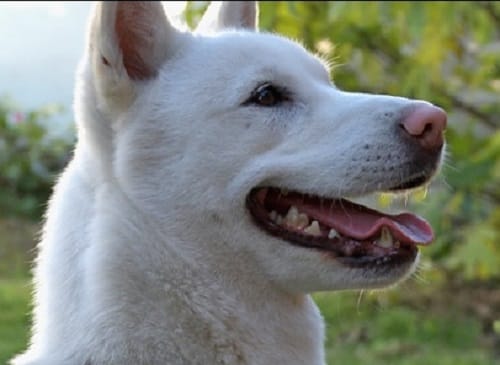 These dog ate weird and darnest things costing surgeries upto crores