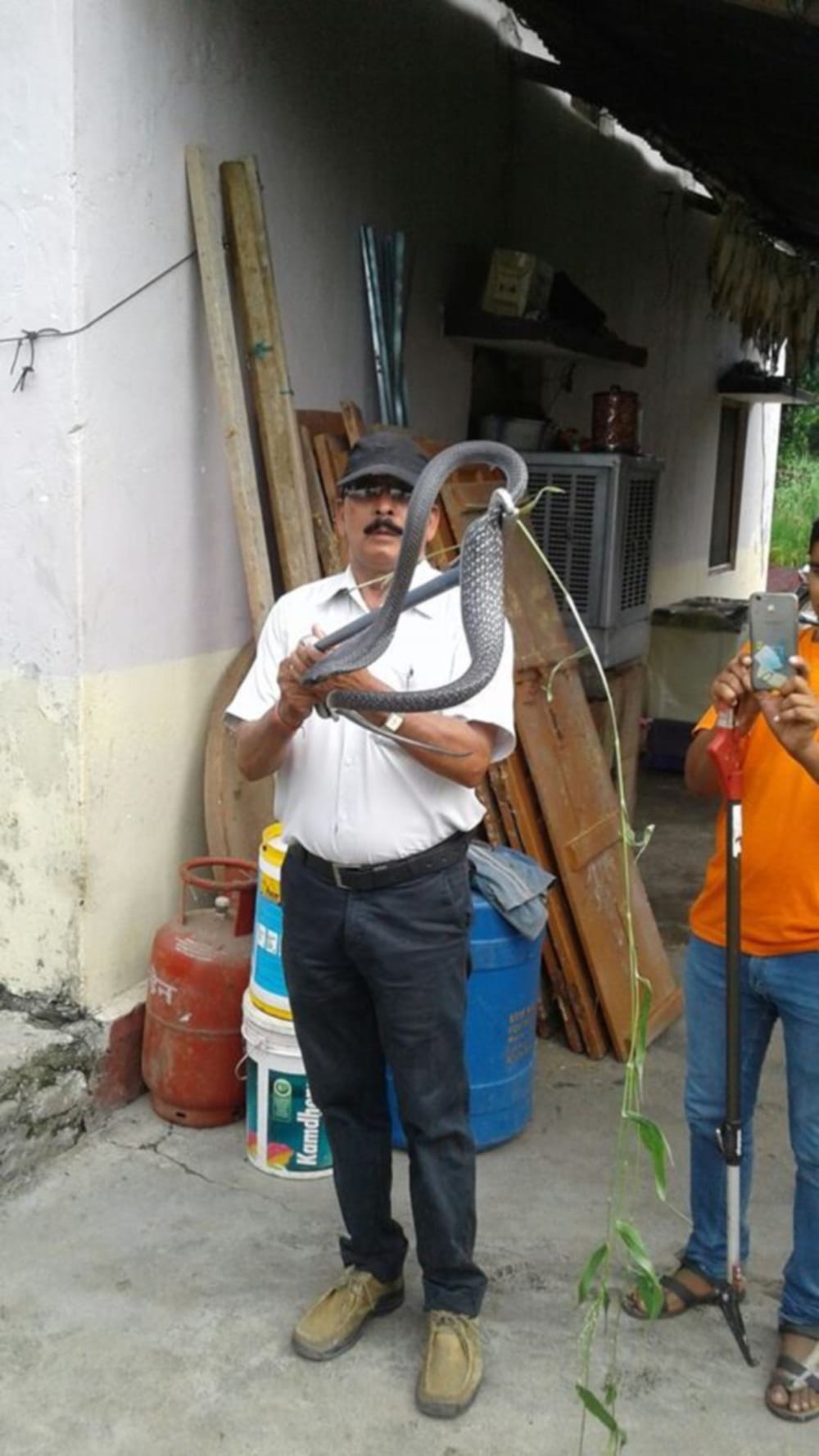 king cobra found in a home in haldwani