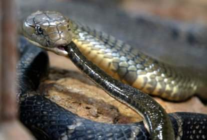 king cobra attacked on a man in laksar