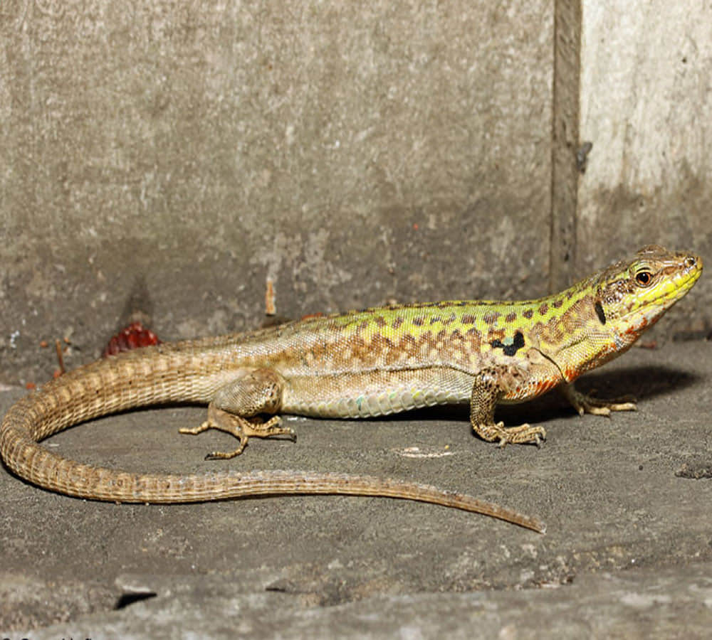 alligator like weird creature iguana lizard found by police in new jersey