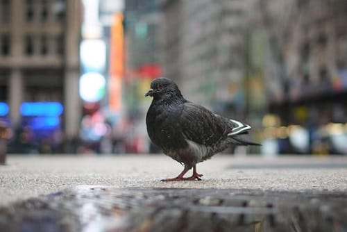 Fraudsters planting fake lottery scratch cards hung in neck of pigeons to cheat   people in China