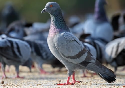 Fraudsters planting fake lottery scratch cards hung in neck of pigeons to cheat   people in China