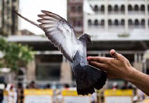 Fraudsters planting fake lottery scratch cards hung in neck of pigeons to cheat   people in China