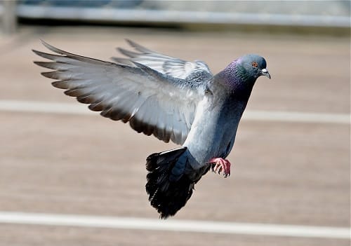 Fraudsters planting fake lottery scratch cards hung in neck of pigeons to cheat   people in China