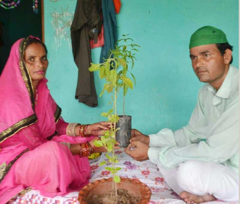 Gift of sandalwood and basil plants given for Rakhi