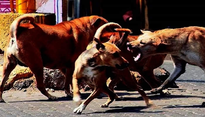 स्ट्रीट डॉग