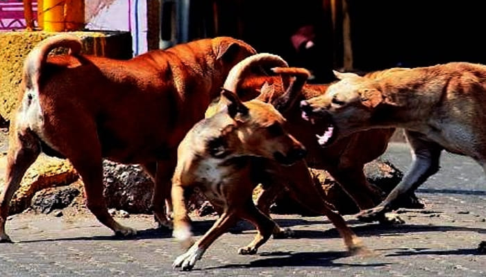 स्ट्रीट डॉग