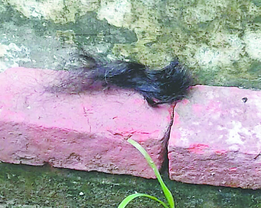  ponney tail of five women cut down in tarai 