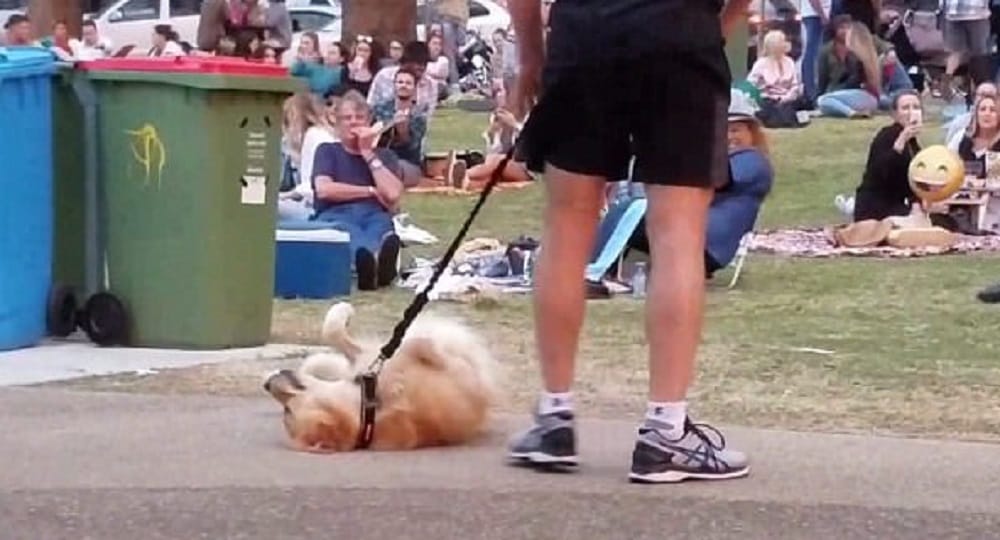 Watch pet dog throwing tantrums in park while owner dragging him home