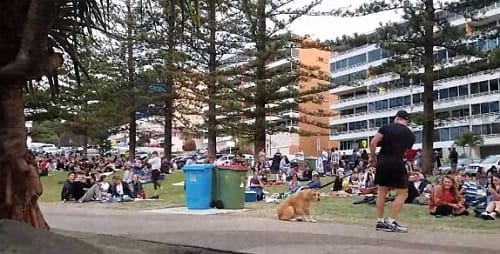 Watch pet dog throwing tantrums in park while owner dragging him home
