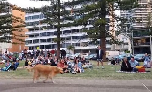 Watch pet dog throwing tantrums in park while owner dragging him home