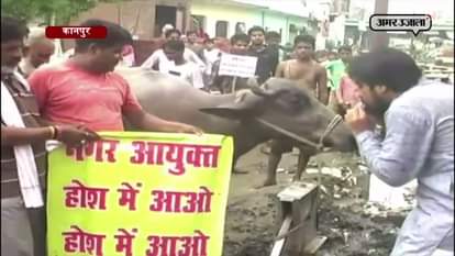 AFTER GET IRRITATED WITH FILTHY, PEOPLE RING HARP IN FRONT OF BUFFALO IN KANPUR