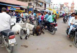 Animals on the road, from where