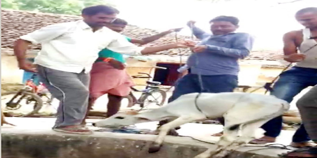muslim youths save the calf alive 