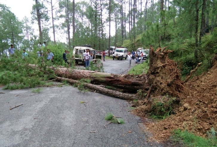 Traffic jam from tree fall