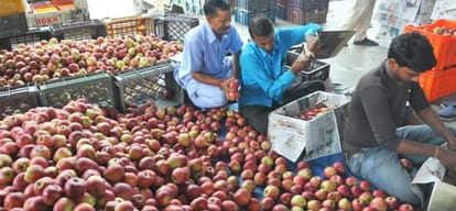 Apple production declined this year in Himachal Pradesh