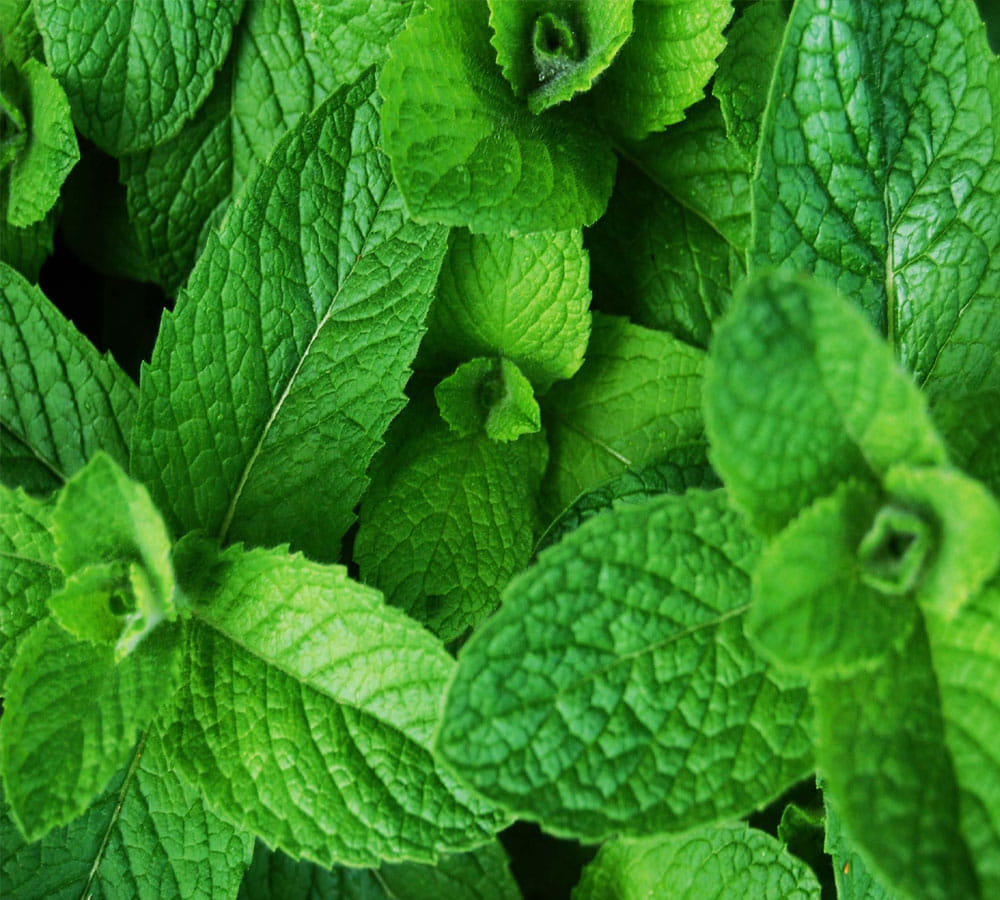Use mint face pack for Cure Five Skin Problems