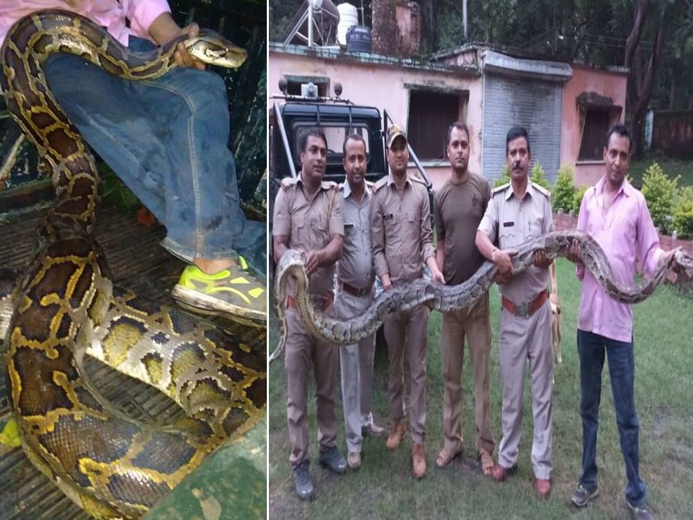 Python found near police station in rishikesh