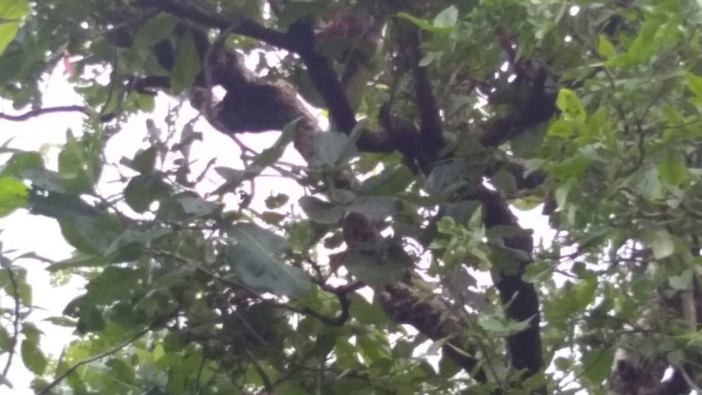 Python found near police station in rishikesh