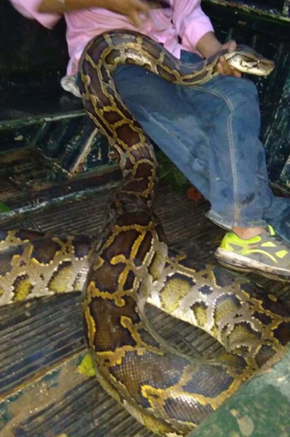 Python found near police station in rishikesh