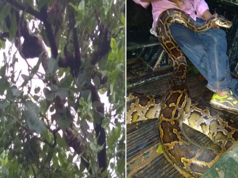 Python found near police station in rishikesh