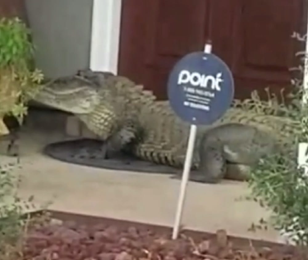 Watch how Alligator caught while entering house at Louisiana in the USA